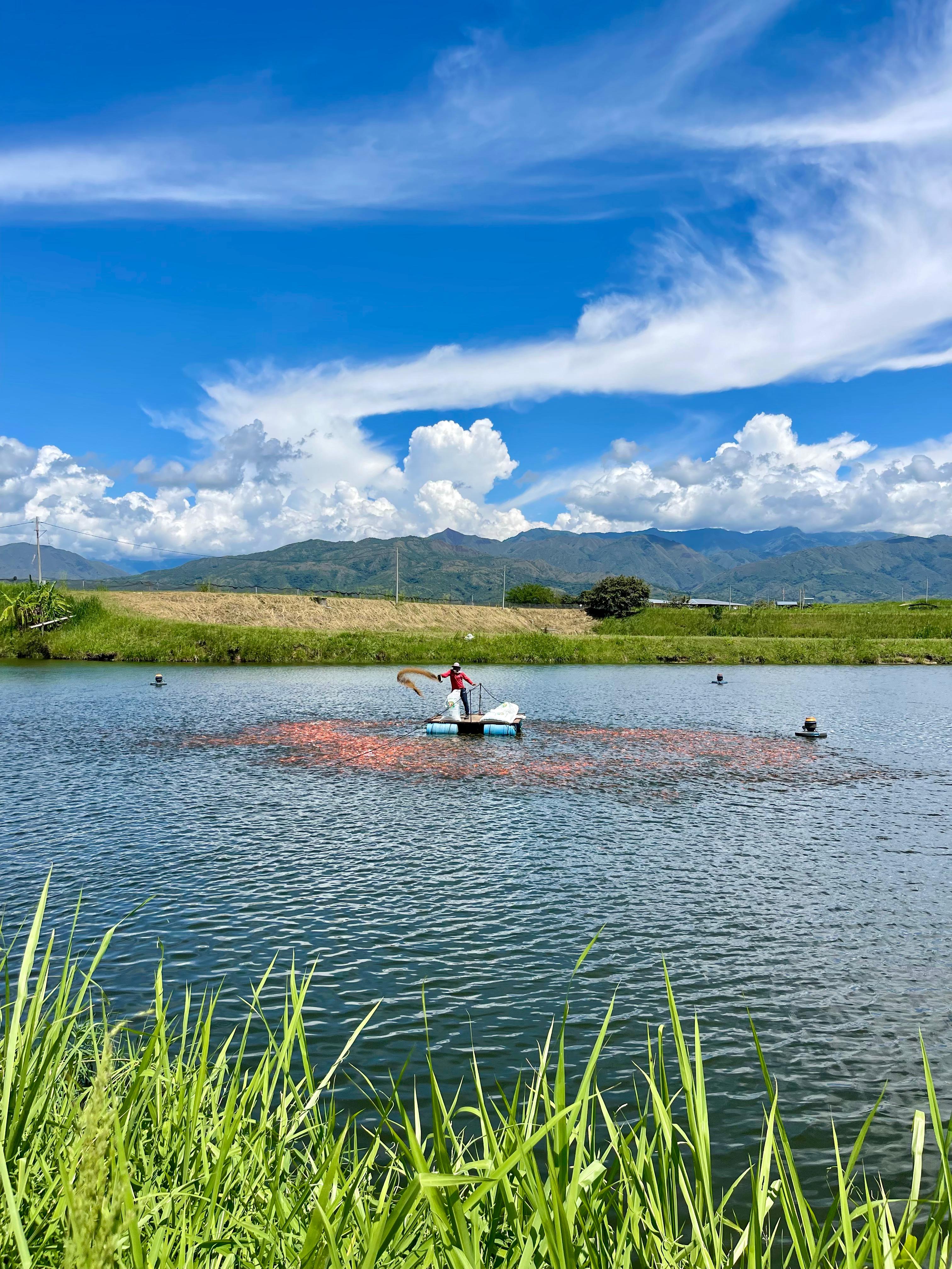 Proceso alimentacion