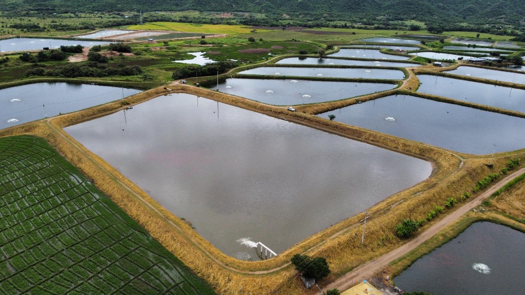 Vista aerea granja acuicola