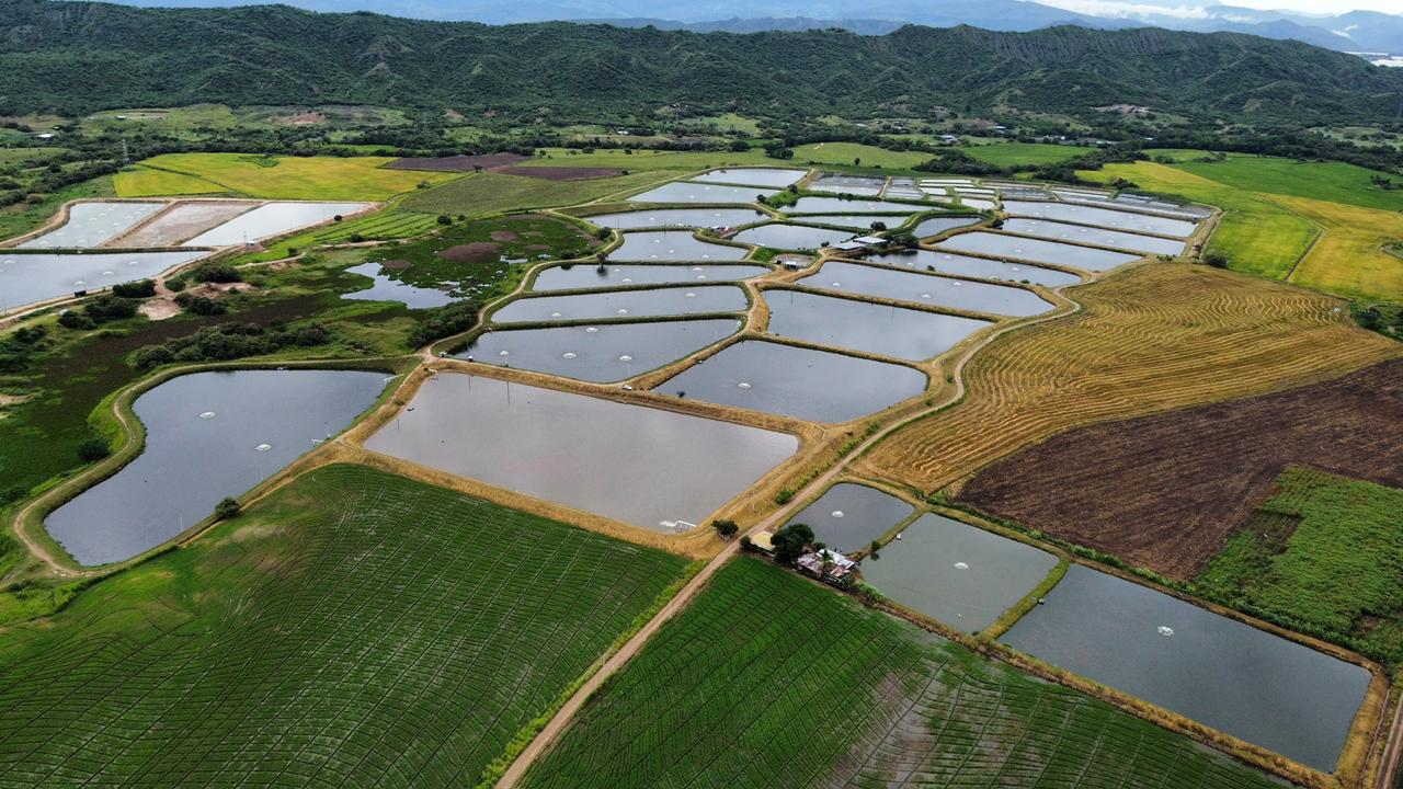 Pisci-Mayas - Piscícola
